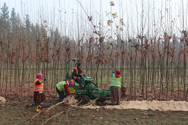 Foto - Tonlarca üretiliyor! Türkiye'de üretiliyor dünyayı yeşillendiriyor