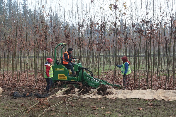 Foto - Tonlarca üretiliyor! Türkiye'de üretiliyor dünyayı yeşillendiriyor