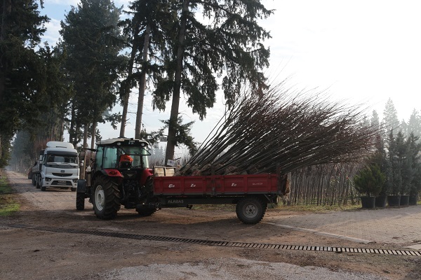Foto - Tonlarca üretiliyor! Türkiye'de üretiliyor dünyayı yeşillendiriyor