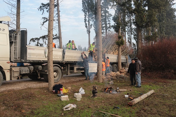 Foto - Tonlarca üretiliyor! Türkiye'de üretiliyor dünyayı yeşillendiriyor