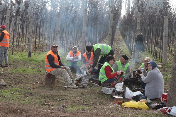 Foto - Tonlarca üretiliyor! Türkiye'de üretiliyor dünyayı yeşillendiriyor