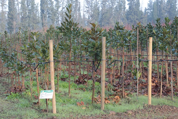 Foto - Tonlarca üretiliyor! Türkiye'de üretiliyor dünyayı yeşillendiriyor