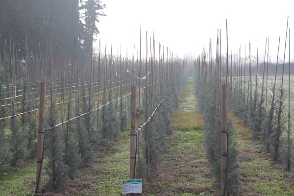 Foto - Tonlarca üretiliyor! Türkiye'de üretiliyor dünyayı yeşillendiriyor