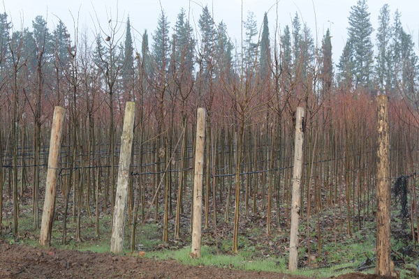 Foto - Tonlarca üretiliyor! Türkiye'de üretiliyor dünyayı yeşillendiriyor