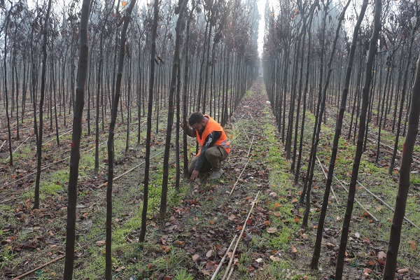 Foto - Tonlarca üretiliyor! Türkiye'de üretiliyor dünyayı yeşillendiriyor
