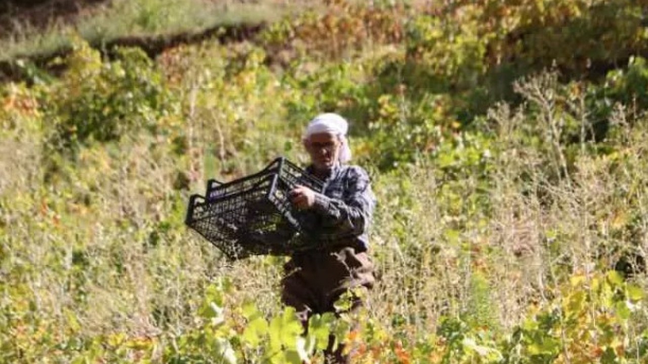Tonlarca ürünü tek başına taşıyor! Yaşını duyan inanamıyor!
