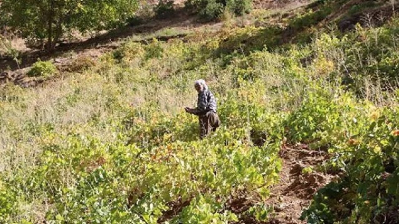 Foto - Tonlarca ürünü tek başına taşıyor! Yaşını duyan inanamıyor!