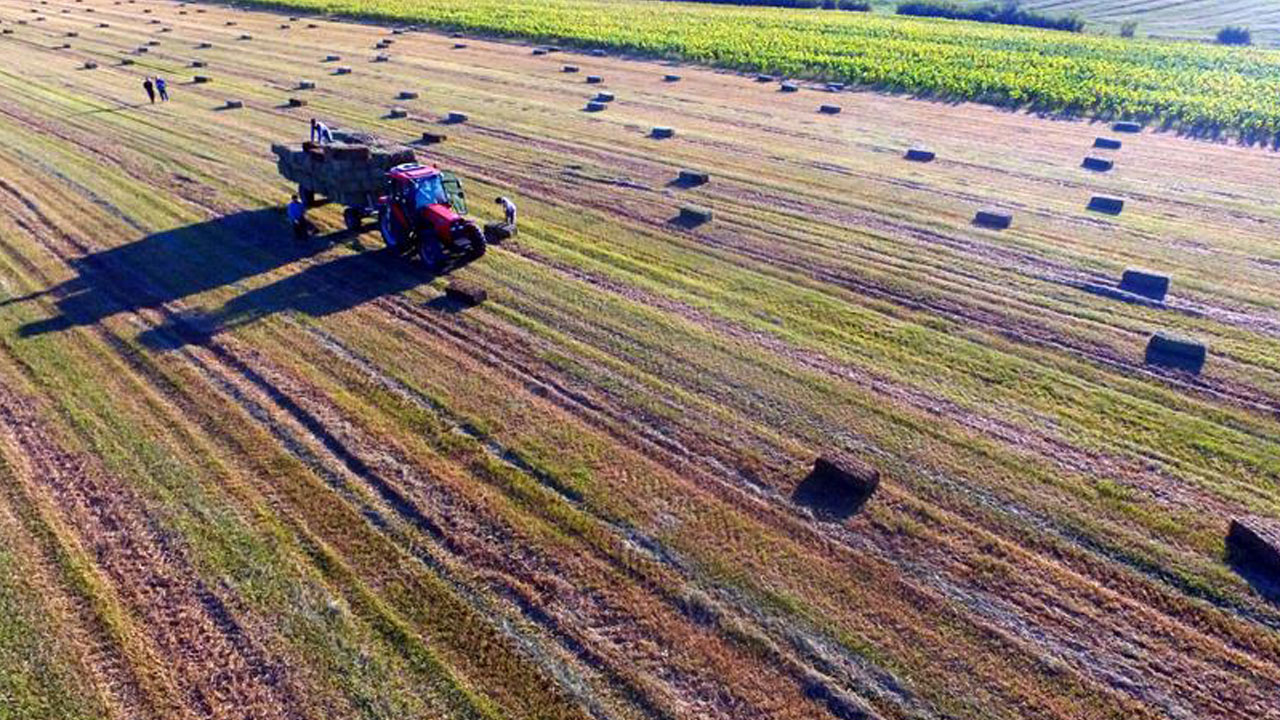 Tonu 2 bin lira! Geçen yıl çürüyordu, bu yıl altın değerinde