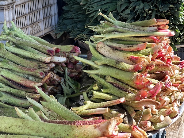Foto - Toplaması çok zor ama... İyi gelmediği hastalık yok şifa deposu
