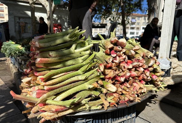 Foto - Toplaması çok zor ama... İyi gelmediği hastalık yok şifa deposu