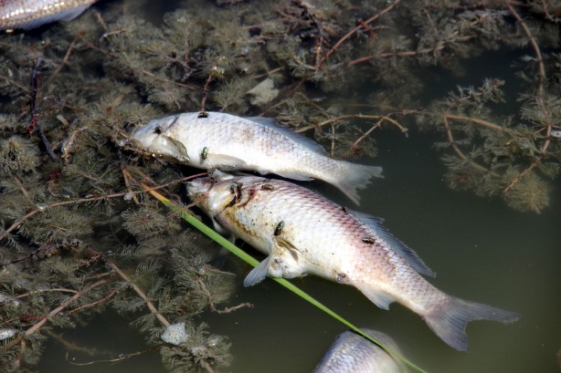 Foto - Toplu balık ölümleri endişeye neden oldu! İnceleme başlatıldı