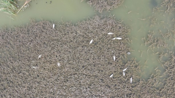 Toplu balık ölümleri endişeye neden oldu! İnceleme başlatıldı