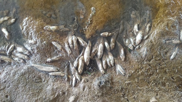 Foto - Toplu balık ölümleri endişeye neden oldu! İnceleme başlatıldı