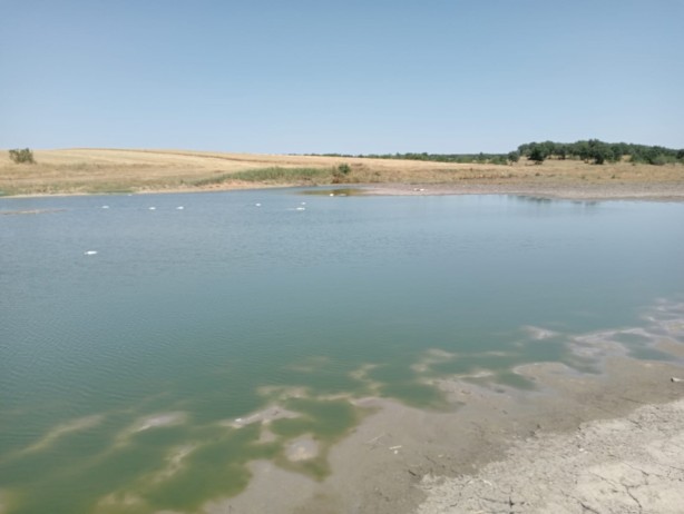 Foto - Toplu balık ölümleri harekete geçirdi!