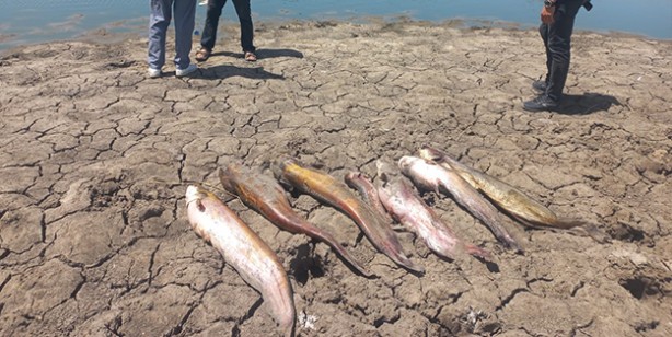 Foto - Toplu balık ölümleri harekete geçirdi!