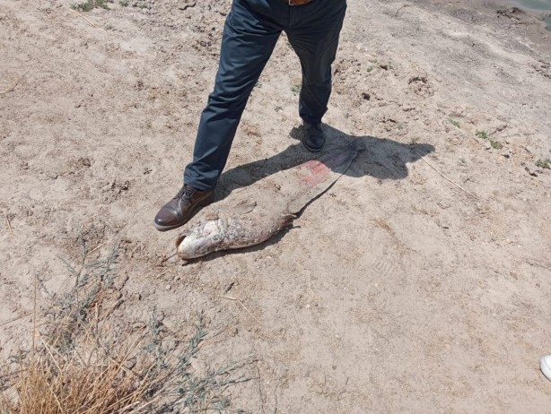 Foto - Toplu balık ölümleri harekete geçirdi!