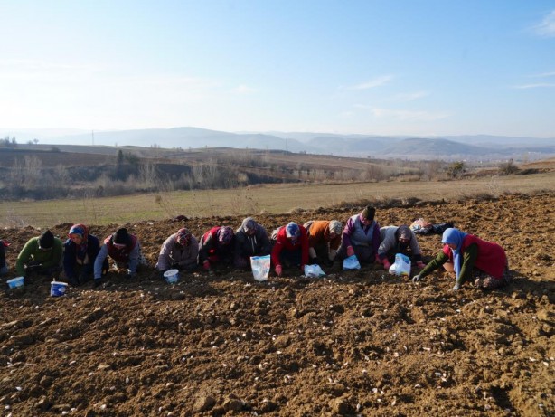 Foto - Toprağa "altın" ektiler!