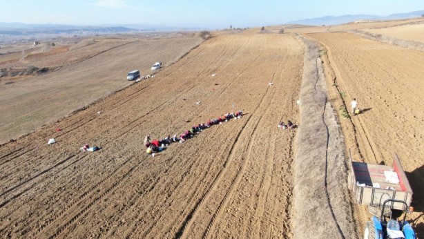 Foto - Toprağa "altın" ektiler!