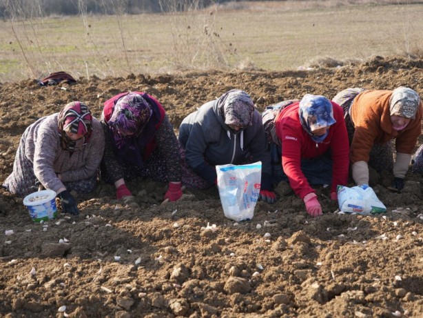 Foto - Toprağa "altın" ektiler!
