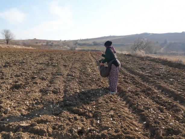 Foto - Toprağa "altın" ektiler!