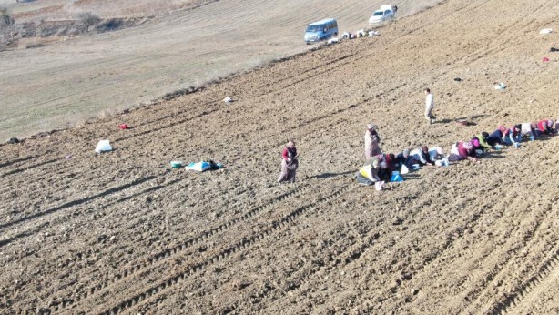 Foto - Toprağa "altın" ektiler!