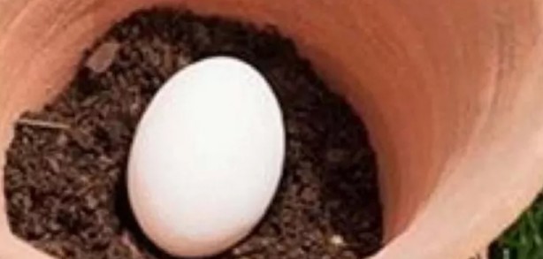 Foto - Toprağa çiğ yumurta ve muz gömerseniz bakın ne olur?