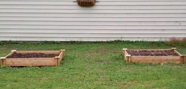 Foto - Toprağa çiğ yumurta ve muz gömerseniz bakın ne olur?