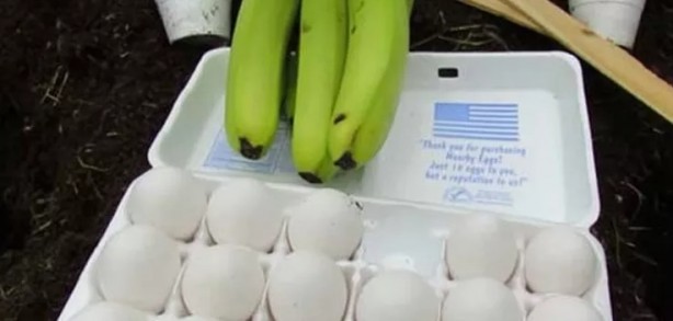 Foto - Toprağa çiğ yumurta ve muz gömerseniz bakın ne olur?