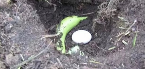 Foto - Toprağa çiğ yumurta ve muz gömerseniz bakın ne olur?
