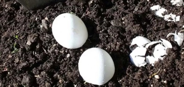 Toprağa çiğ yumurta ve muz gömerseniz bakın ne olur?