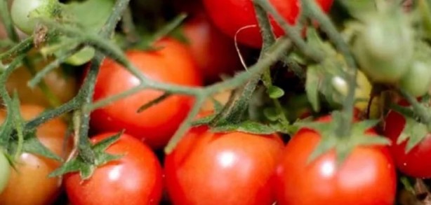 Foto - Toprağa çiğ yumurta ve muz gömerseniz bakın ne olur?