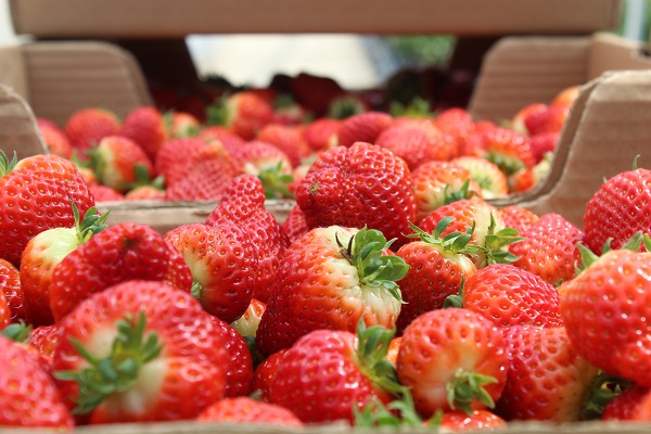 Foto - Toprak derdi yok! Türkiye’de üretiliyor dünya alıyor