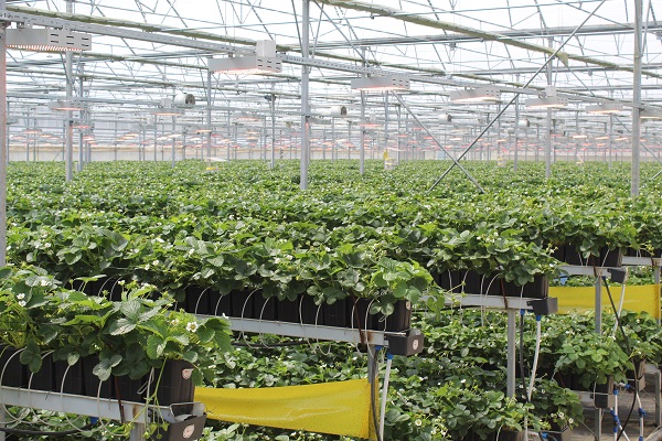 Foto - Toprak derdi yok! Türkiye’de üretiliyor dünya alıyor