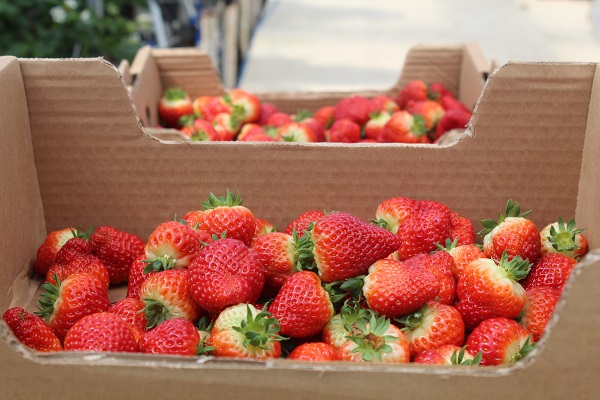 Foto - Toprak derdi yok! Türkiye’de üretiliyor dünya alıyor