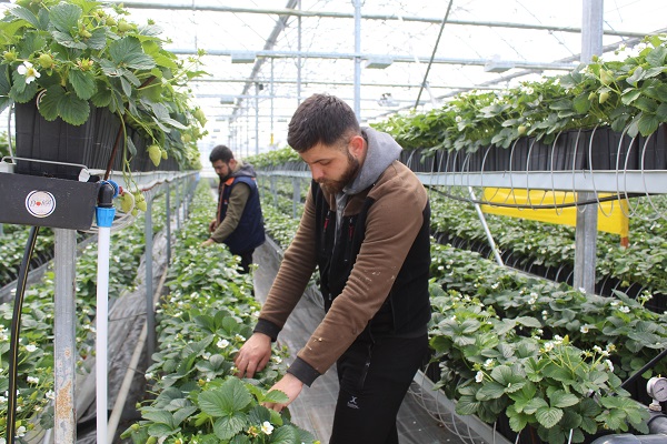 Foto - Toprak derdi yok! Türkiye’de üretiliyor dünya alıyor
