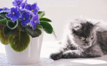 Foto - Toprak dibine 1 kaşık ekleyin! Yine durum maalesef vahim diyenler: Çiçeğinizin solgunluğuna son veriyor ve çiçek açıyor