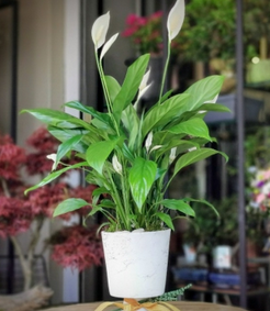 Foto - Toprak dibine 1 kaşık ekleyin! Yine durum maalesef vahim diyenler: Çiçeğinizin solgunluğuna son veriyor ve çiçek açıyor