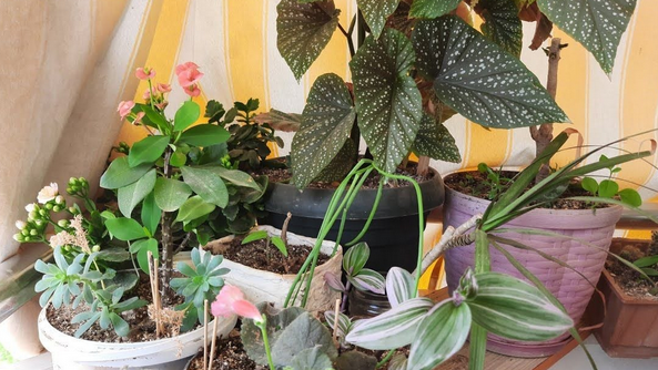 Foto - Toprak dibine 1 kaşık ekleyin! Yine durum maalesef vahim diyenler: Çiçeğinizin solgunluğuna son veriyor ve çiçek açıyor