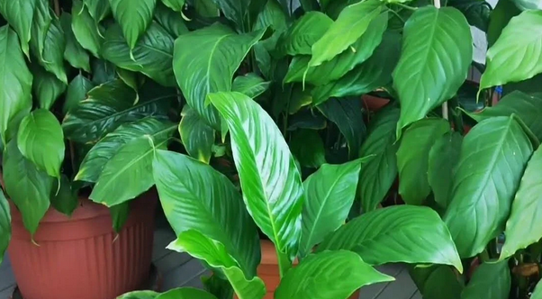 Toprak dibine 1 kaşık ekleyin! Yine durum maalesef vahim diyenler: Çiçeğinizin solgunluğuna son veriyor ve çiçek açıyor