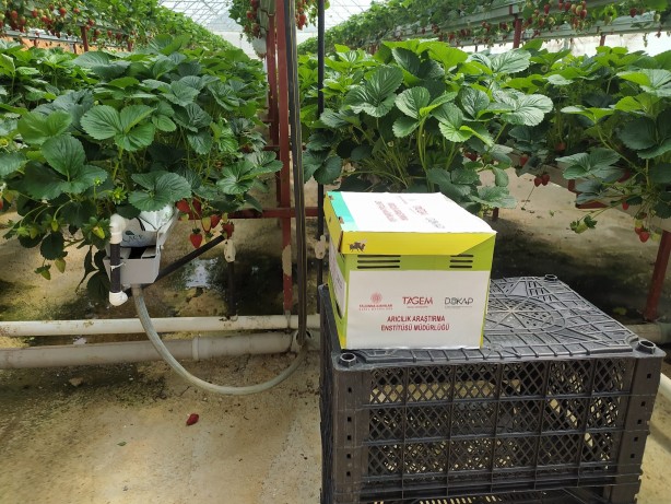 Foto - Toprak olmadan çilek ekti! Aldığı sonuç şok etkisi yaptı