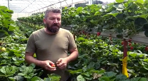 Foto - Toprak olmadan çilek ekti! Aldığı sonuç şok etkisi yaptı