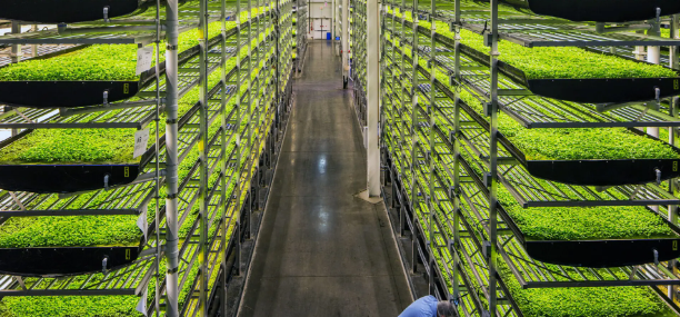 Toprak olmadan çilek ekti! Aldığı sonuç şok etkisi yaptı