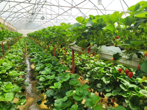 Foto - Toprak olmadan çilek ekti! Aldığı sonuç şok etkisi yaptı