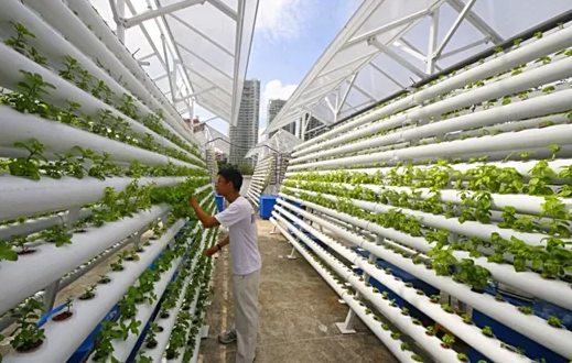 Foto - Toprak olmadan çilek ekti! Aldığı sonuç şok etkisi yaptı
