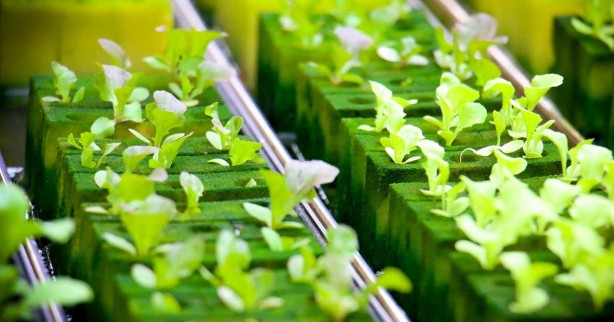 Foto - Toprak olmadan çilek ekti! Aldığı sonuç şok etkisi yaptı