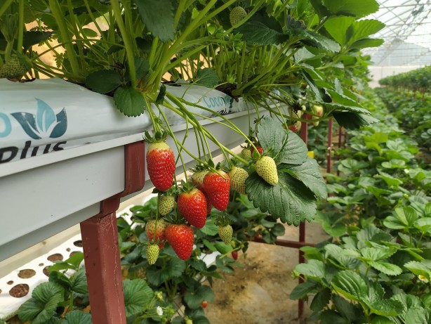 Foto - Toprak olmadan çilek ekti! Aldığı sonuç şok etkisi yaptı