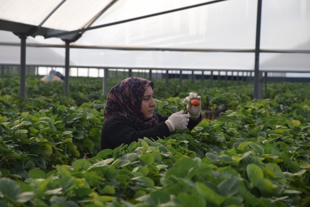 Foto - Toprak olmadan üretiliyor! Rusya, Malezya ve Singapur ısrarla Türkiye'den istemeye başladı