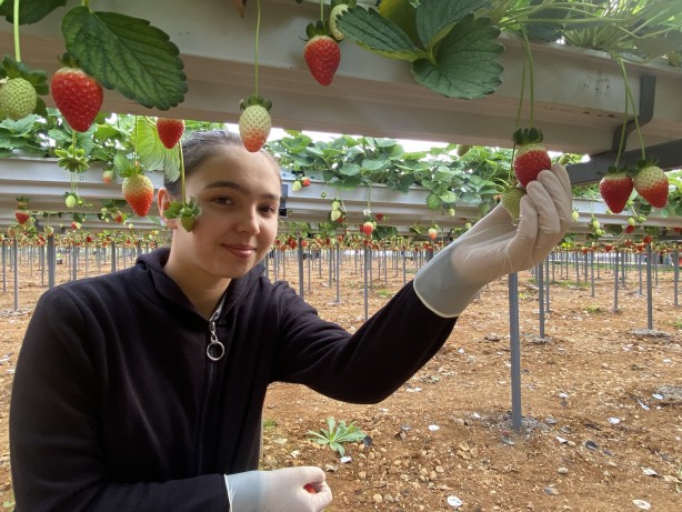 Foto - Toprak olmadan üretiliyor! Rusya, Malezya ve Singapur ısrarla Türkiye'den istemeye başladı