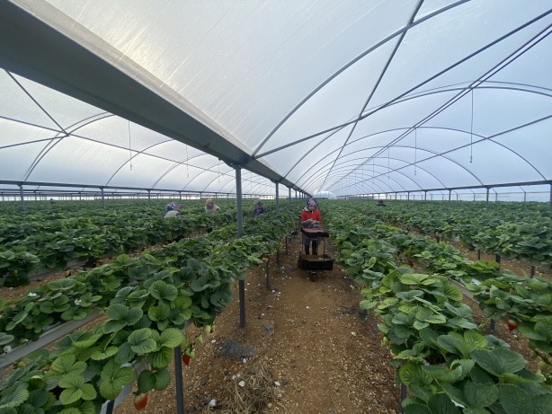 Toprak olmadan üretiliyor! Rusya, Malezya ve Singapur ısrarla Türkiye'den istemeye başladı