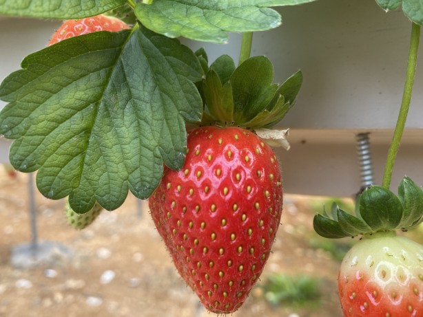 Foto - Toprak olmadan üretiliyor! Rusya, Malezya ve Singapur ısrarla Türkiye'den istemeye başladı